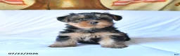 Yorkshire Terrier dogs for sale: Rolo - Ad 2