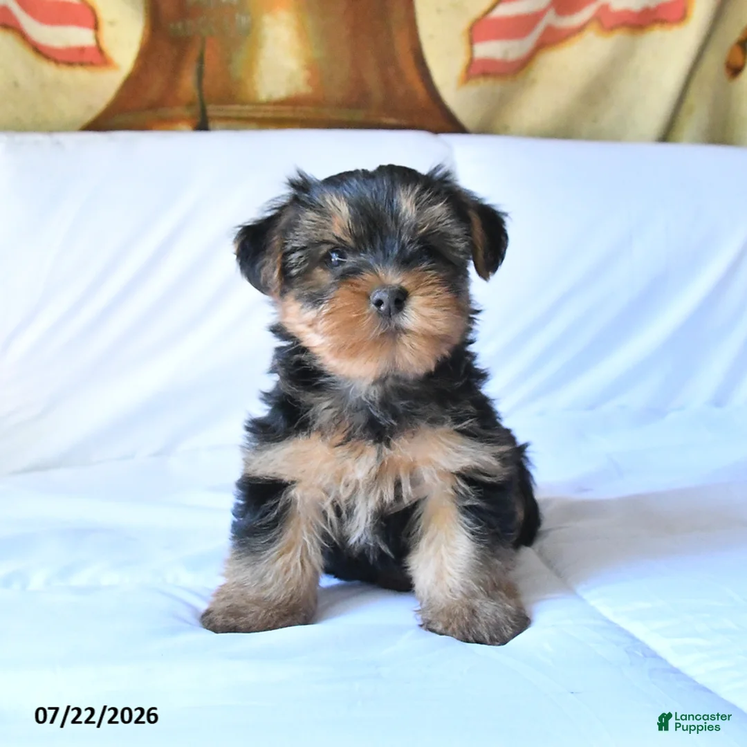 Yorkshire Terrier dogs for sale: Rolo - Ad 2