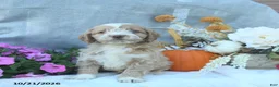 Cockapoo dogs for sale: Ginger  - Ad 4