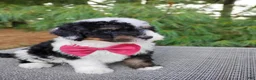 Bernedoodle dogs for sale: Truffle - Ad 1