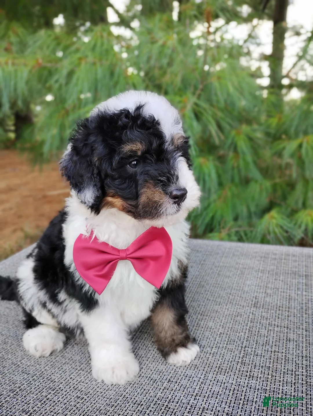 Bernedoodle dogs for sale: Truffle - Ad 1