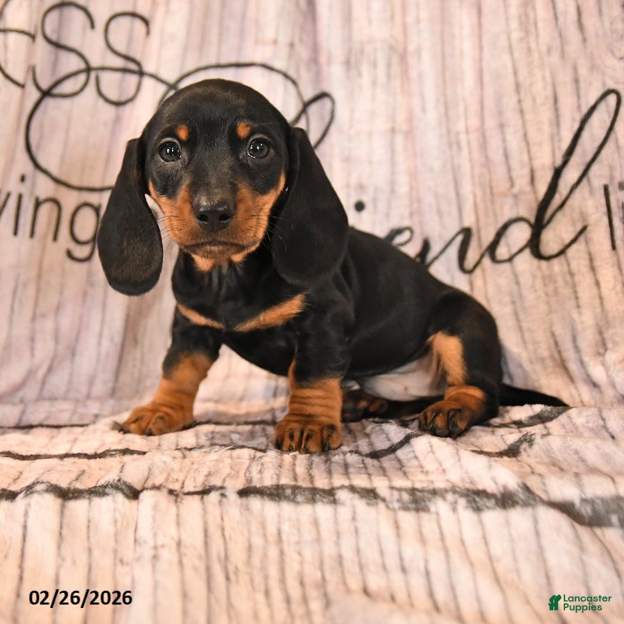 Miniature Dachshund dogs for sale: Shawna - Ad 2
