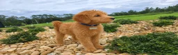 Goldendoodle dogs for sale: Teddy - Ad 4