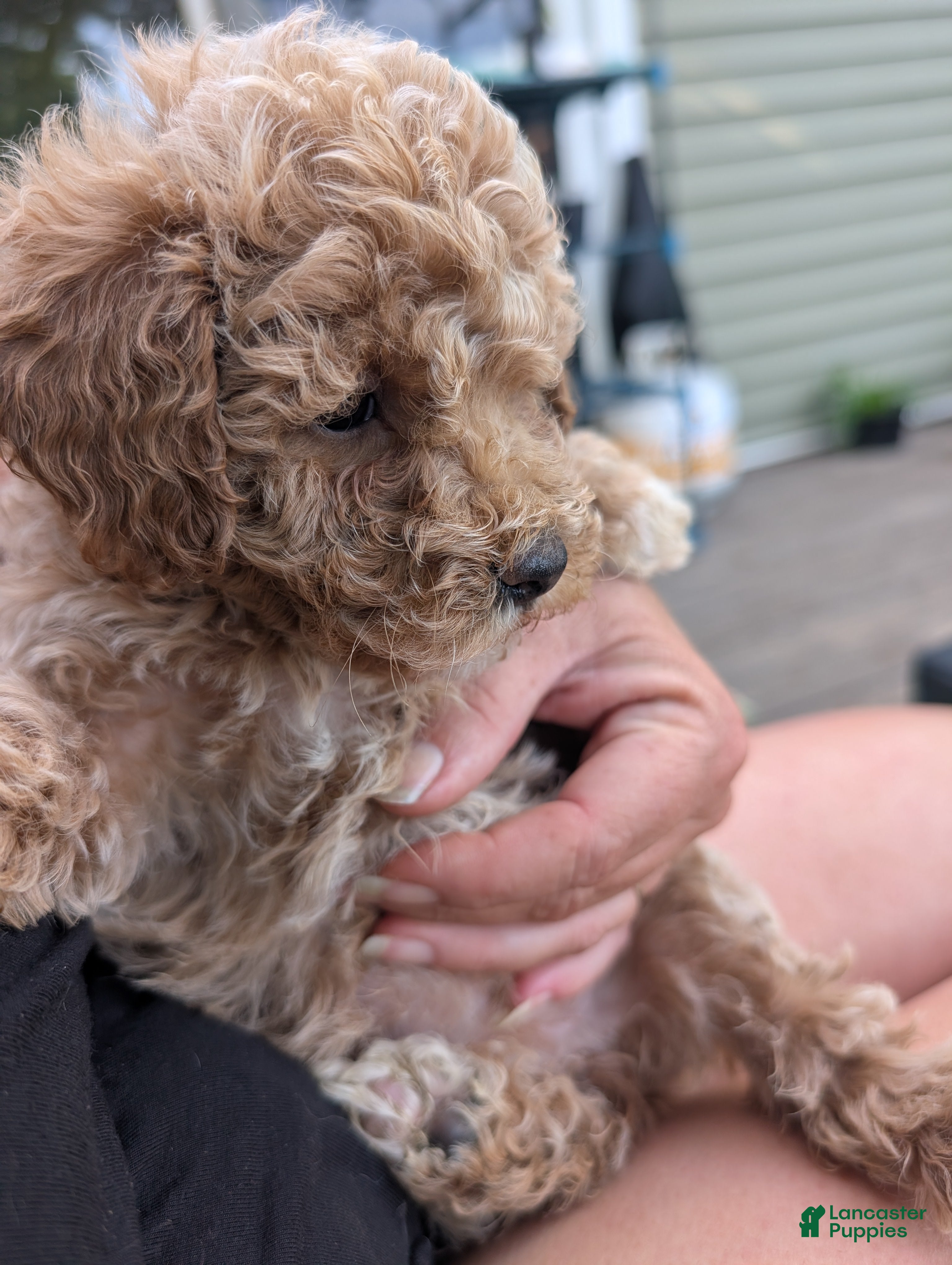 Bichpoo dogs Phoebe - Ad 2