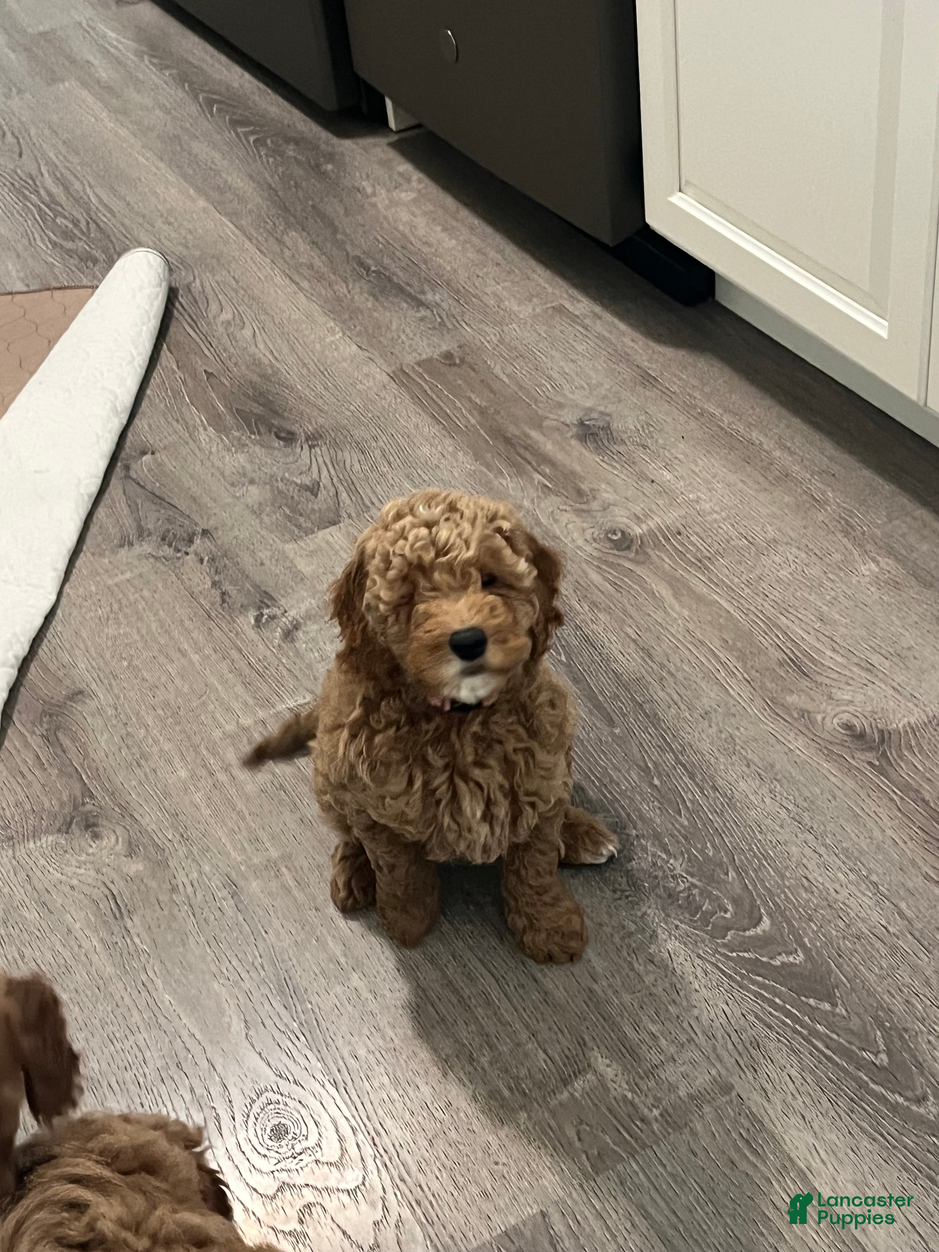 Mini Goldendoodle dogs Nova - Ad 1
