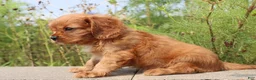 Cavalier King Charles Spaniel dogs for sale: Sammie - Ad 5