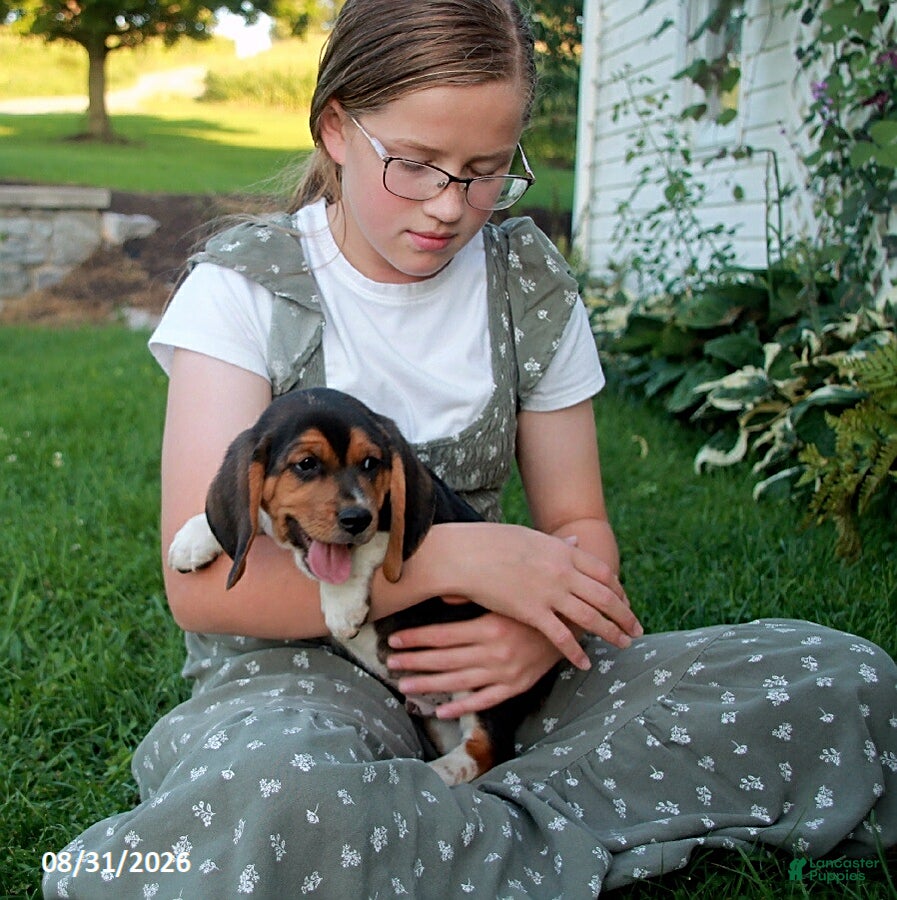 Beagle dogs Copper - Ad 1