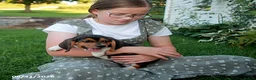 Beagle dogs for sale: Copper - Ad 1