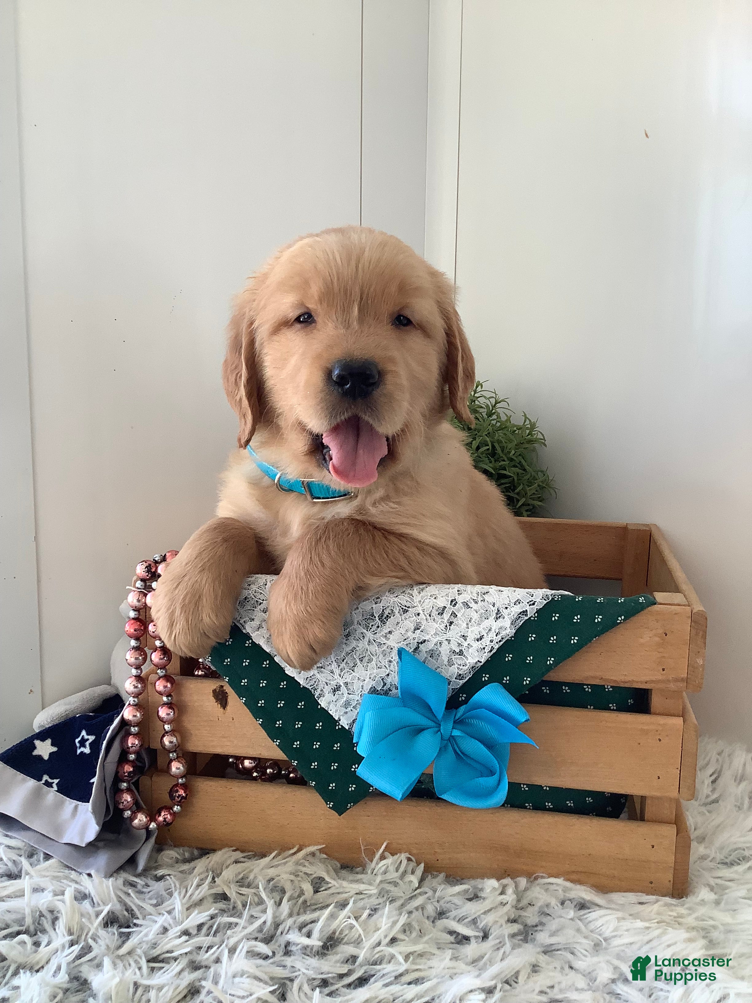Golden Retriever dogs Golden Retriever -  Beetle  - Ad 1