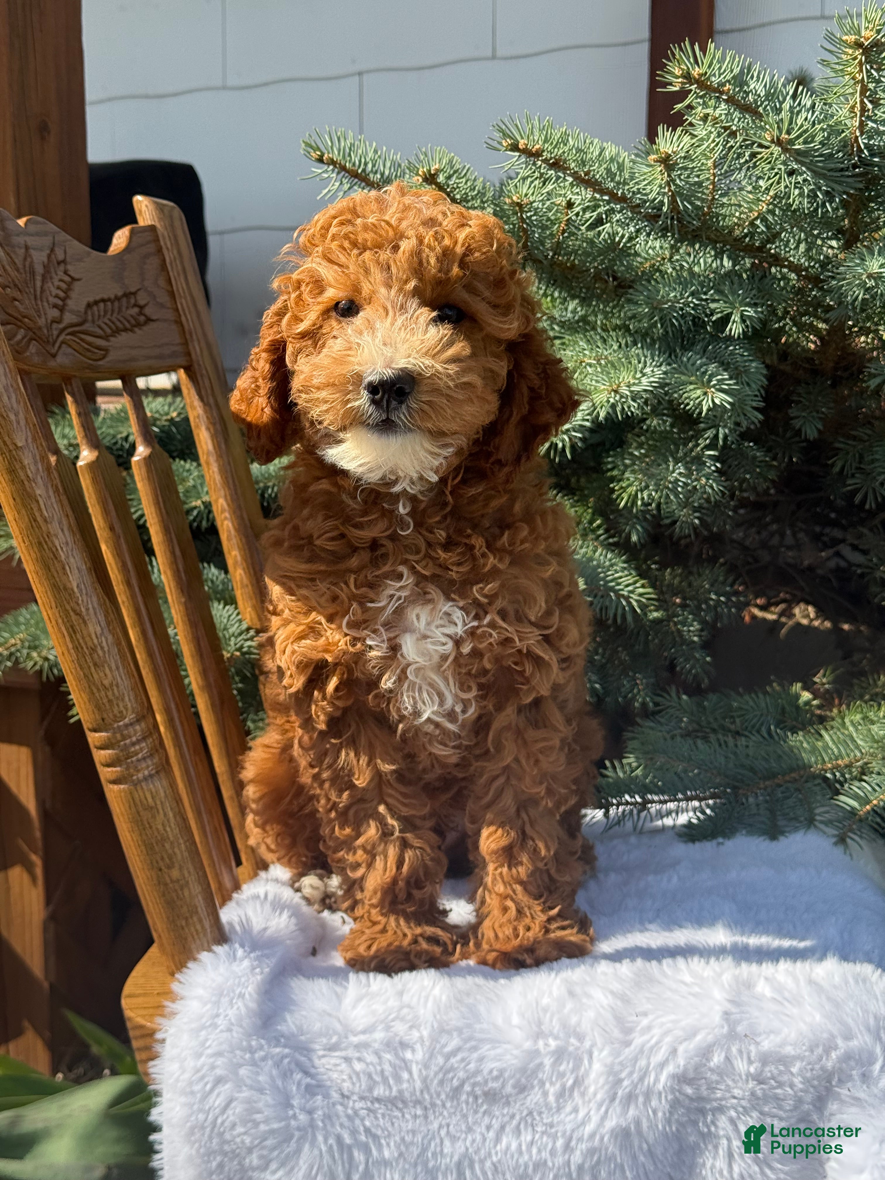 Cavapoo dogs Atlas - Ad 1