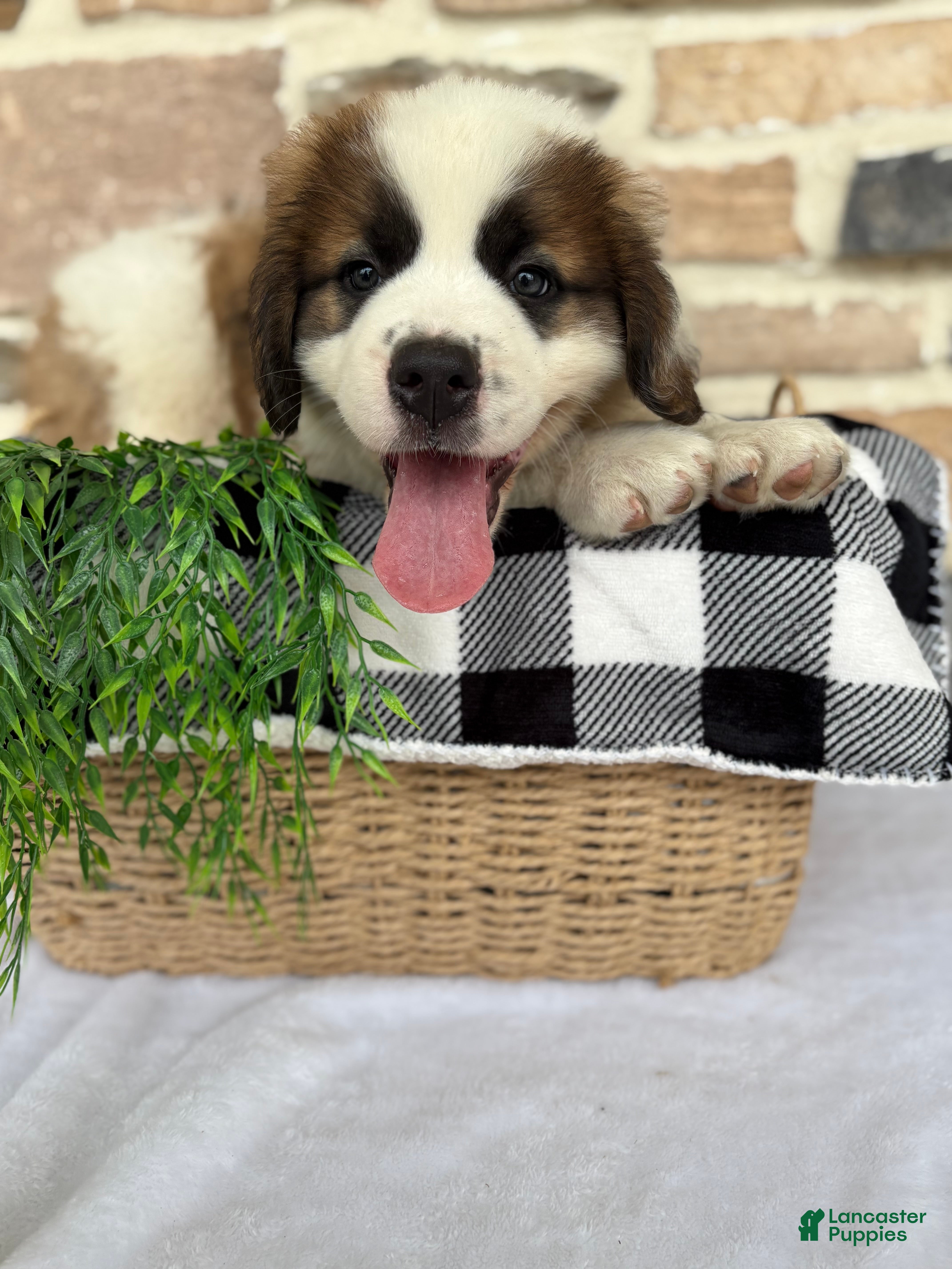 Saint Bernard dogs Durmax - Ad 2