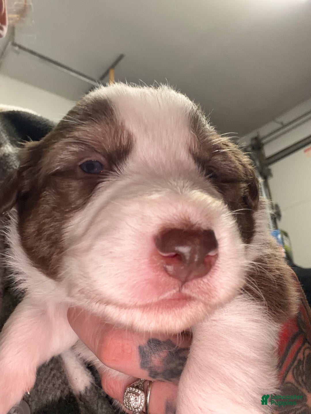 Australian Shepherd dogs for sale: Australian Shepherd Puppy -Charles   - Ad 2