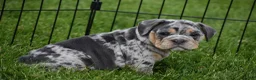 Beabull dogs for sale: Athena  - Ad 3