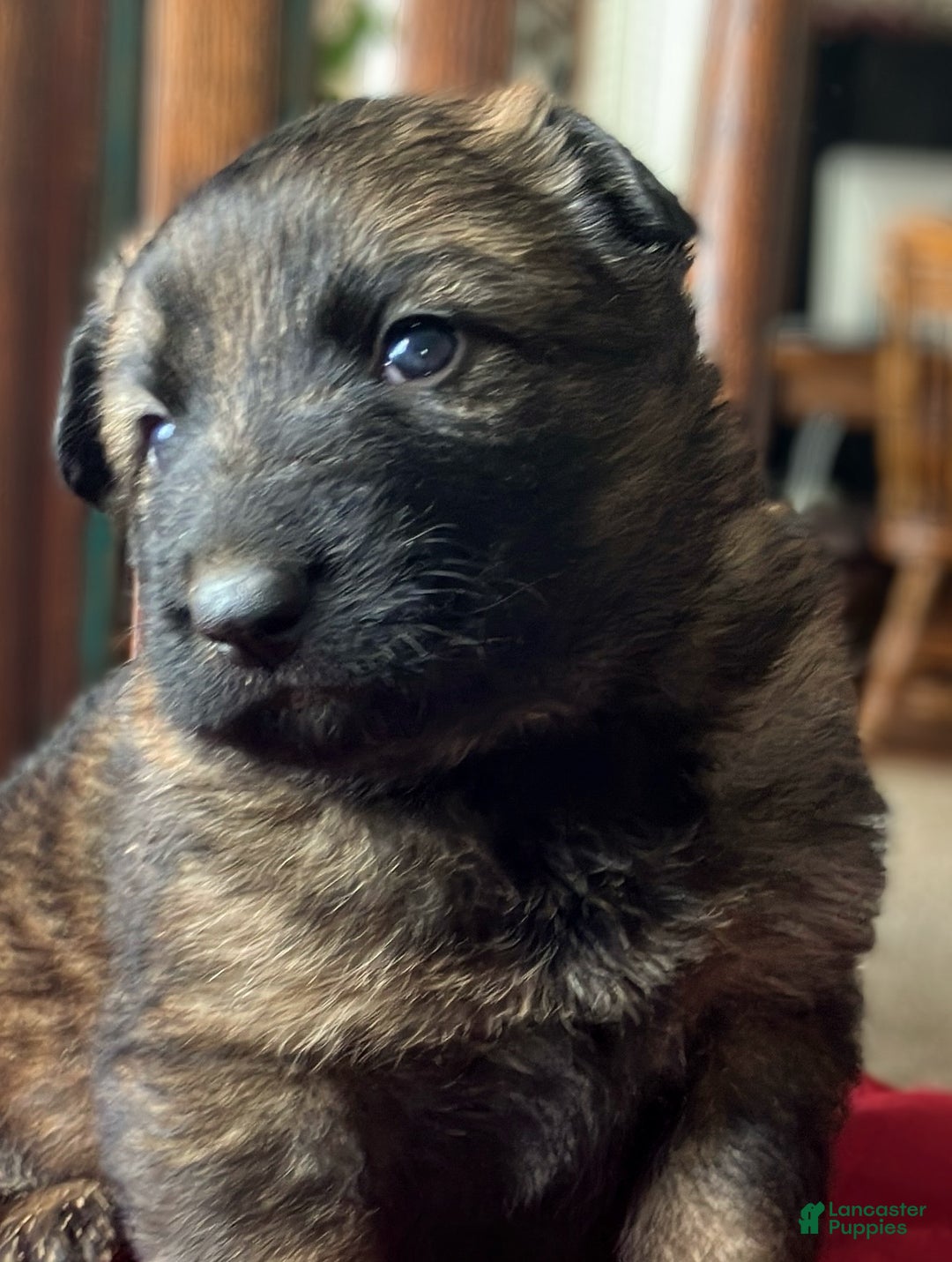 German Shepherd dogs for sale: ♥️KING♥️ - Ad 12