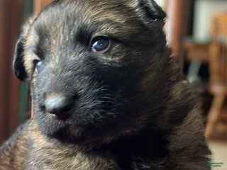 German Shepherd dogs ♥️BIG KING♥️ - Ad 24