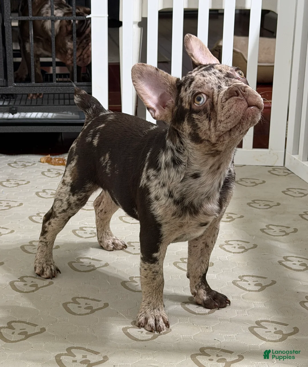 French Bulldog dogs for sale: French Bulldog Puppy 1 - Ad 1