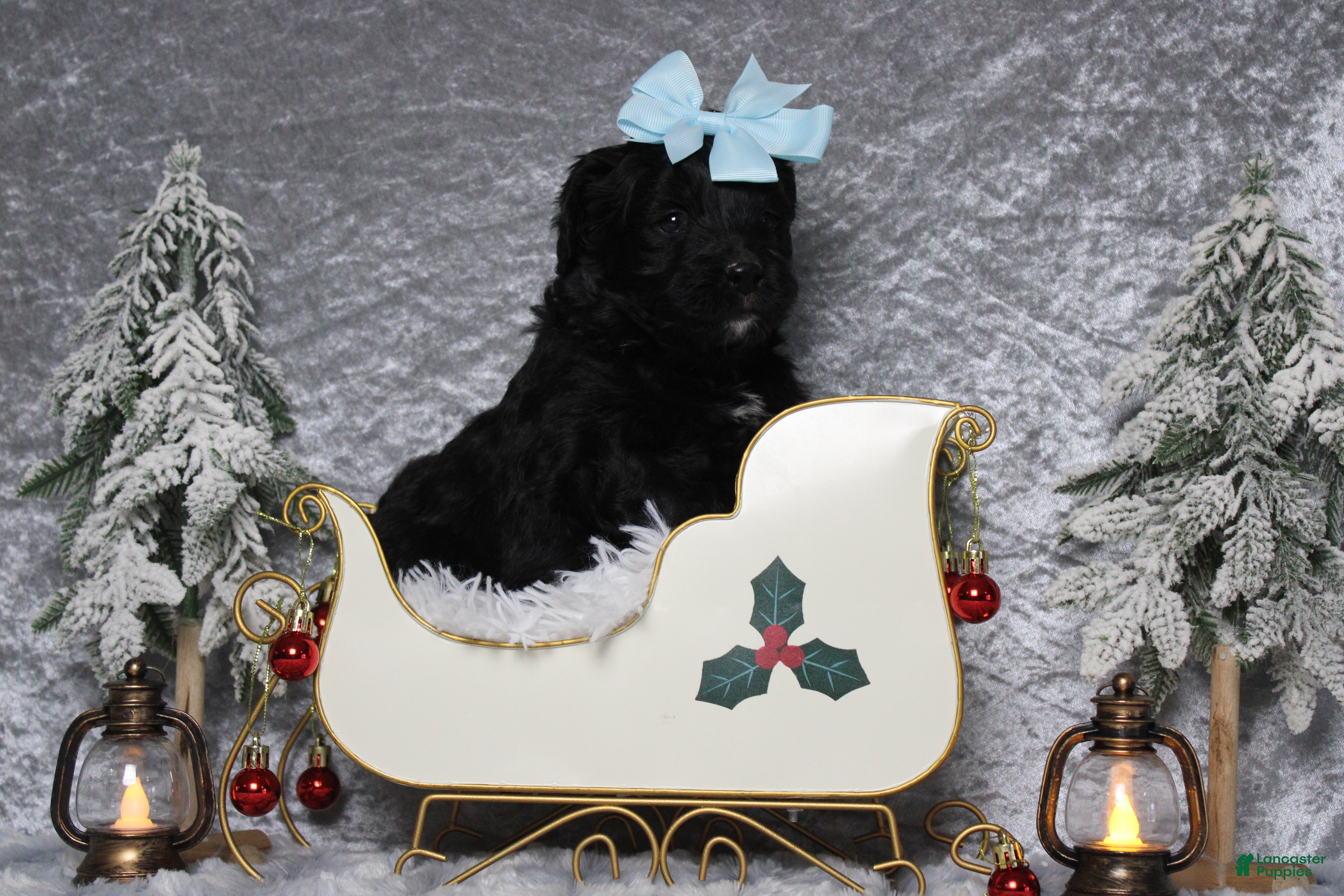 Aussiedoodle dogs Mia  - Ad 24