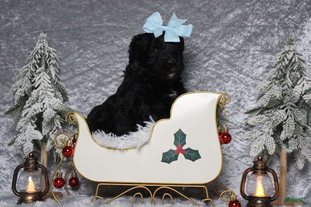 Aussiedoodle dogs for sale: Mia  - Ad 1