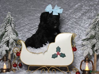 Aussiedoodle dogs Mia - Ad 21