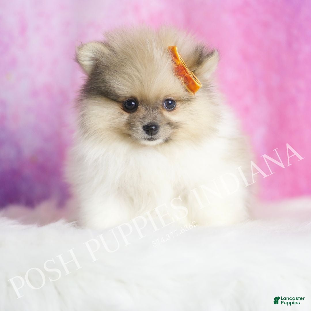 Pomeranian dogs Tarzan - Ad 21