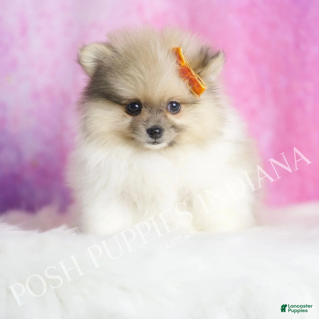 Pomeranian dogs for sale: Tarzan - Ad 1