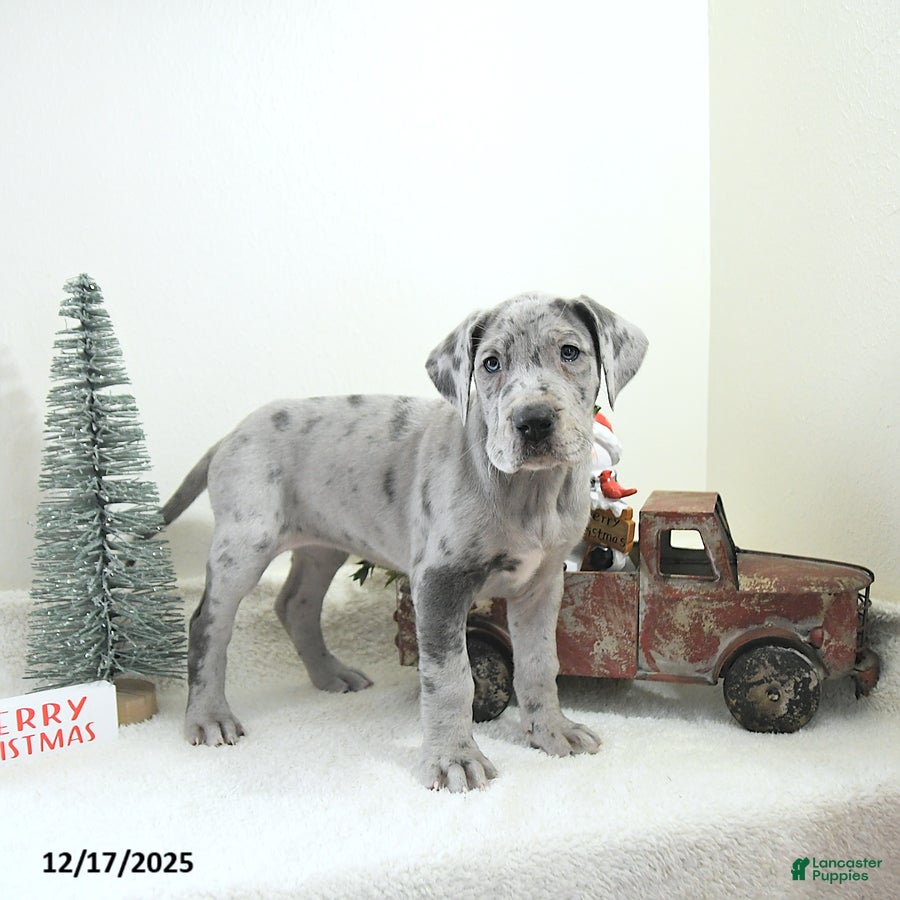 Great Dane dogs Isla - Ad 2