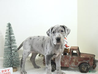 Great Dane dogs Isla - Ad 2