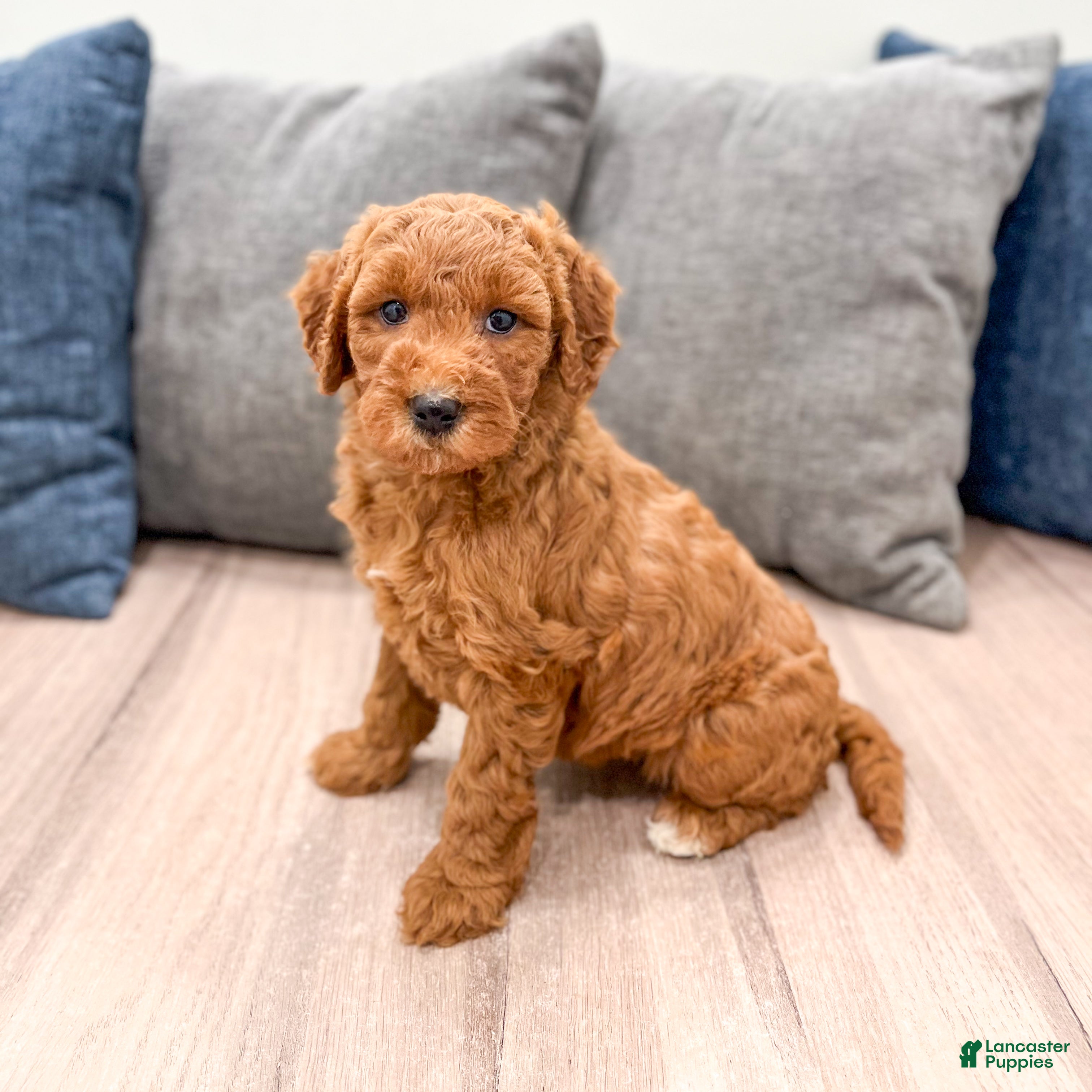 Mini Goldendoodle dogs Honey - Ad 2