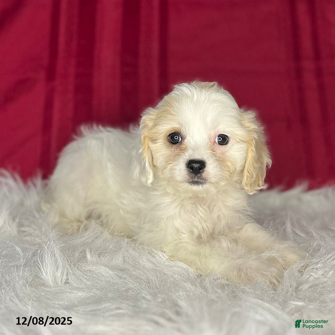 Cavachon dogs for sale: Peanut  - Ad 4
