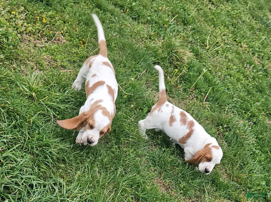Basset Hound dogs for sale: Basset Hound Puppy 2 - Ad 2