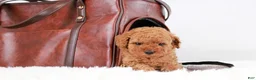 Toy Poodle dogs for sale: Caspian - Ad 23