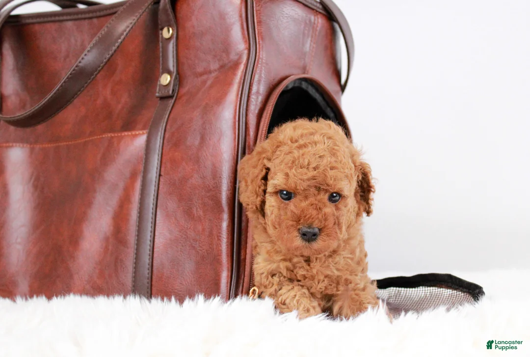 Toy Poodle dogs for sale: Caspian - Ad 23