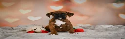 Boxer dogs for sale: Missy - Ad 7