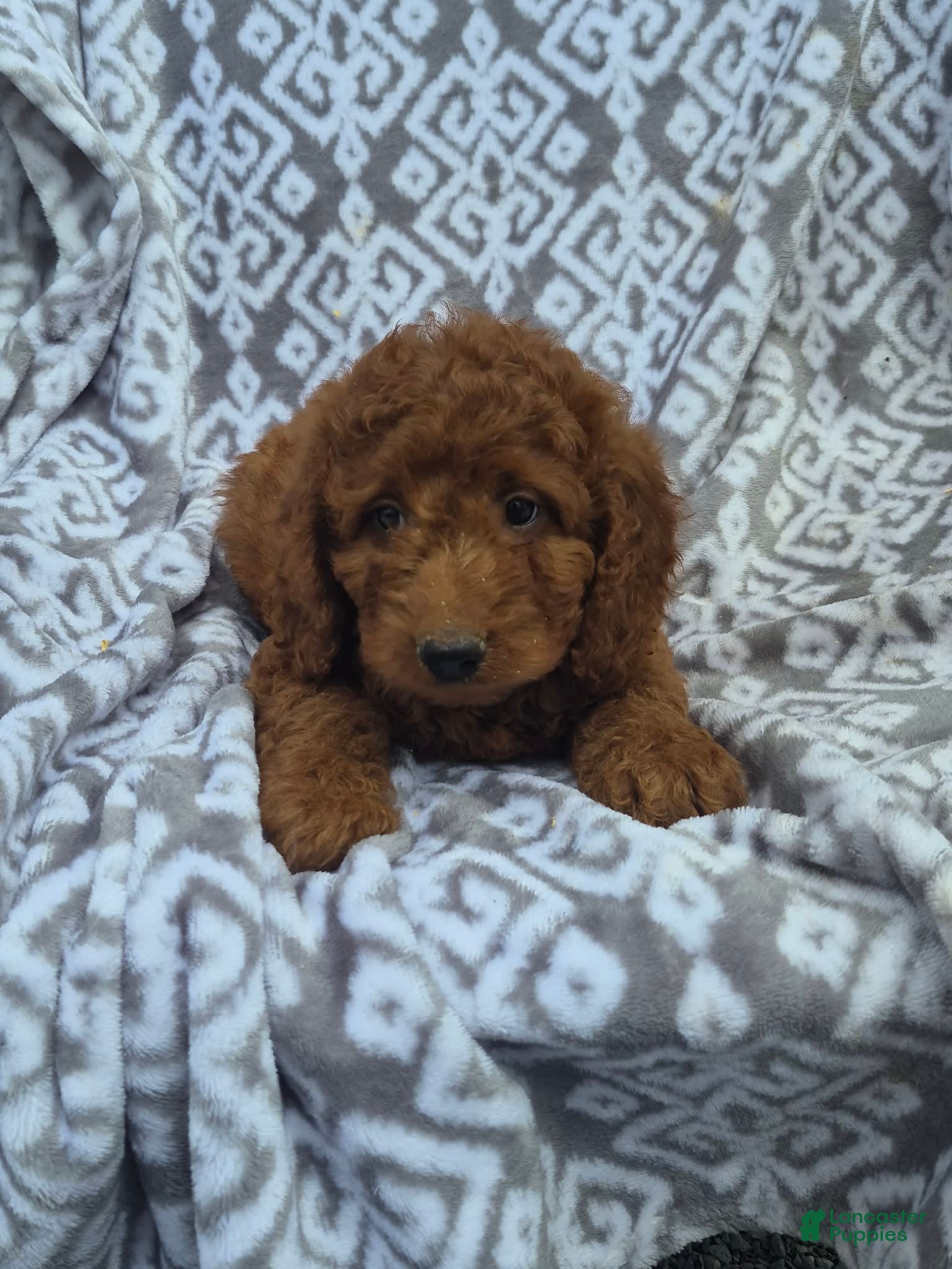 Cockapoo dogs for sale: Cockapoo 1 - Ad 3