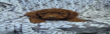 Cockapoo 1