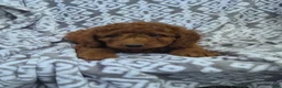 Cockapoo dogs for sale: Cockapoo 1 - Ad 1