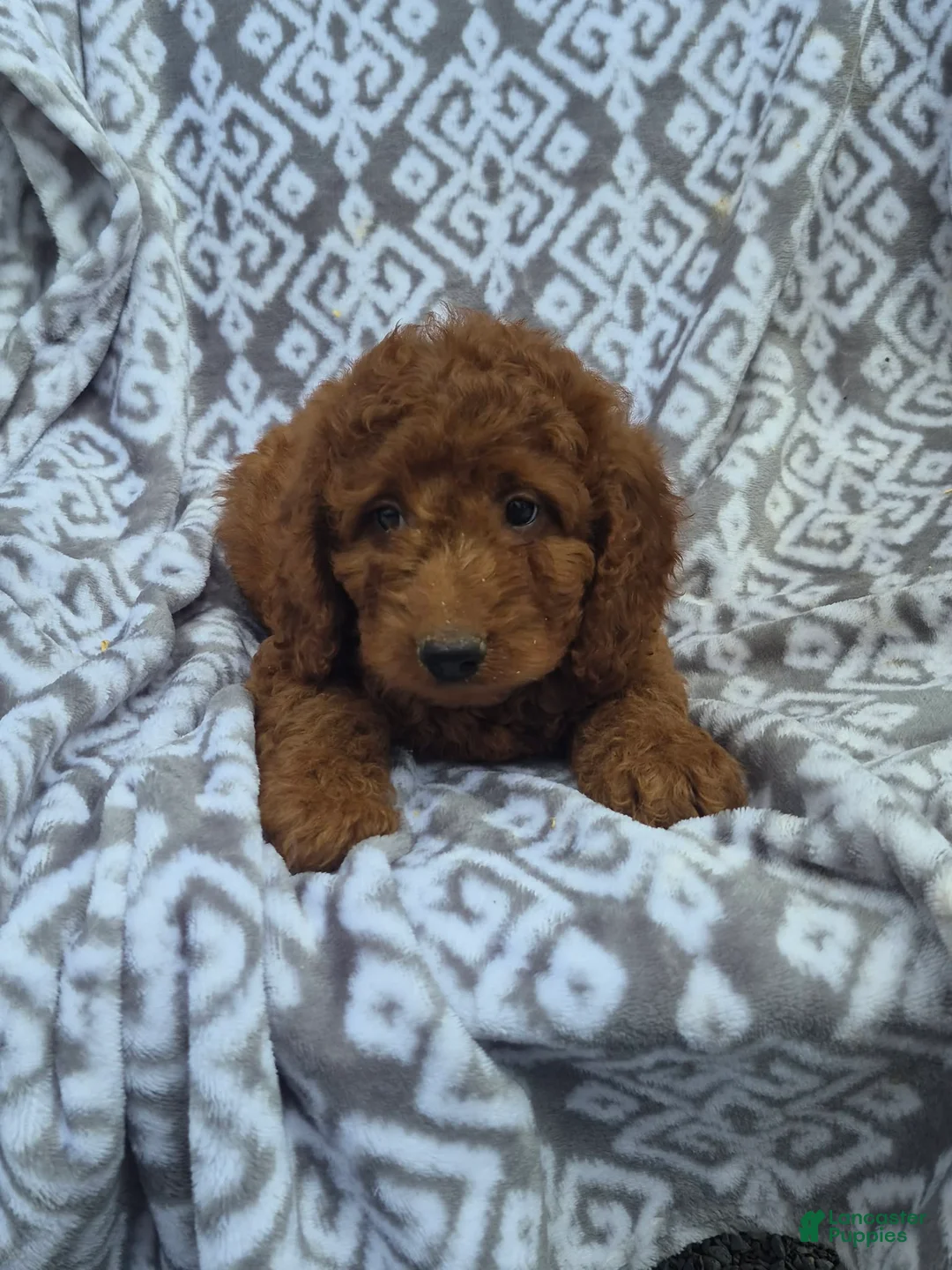 Cockapoo dogs for sale: Cockapoo 1 - Ad 1