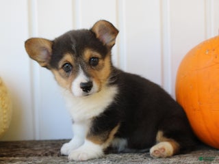 Welsh Corgi Pembroke dogs - Ad 12