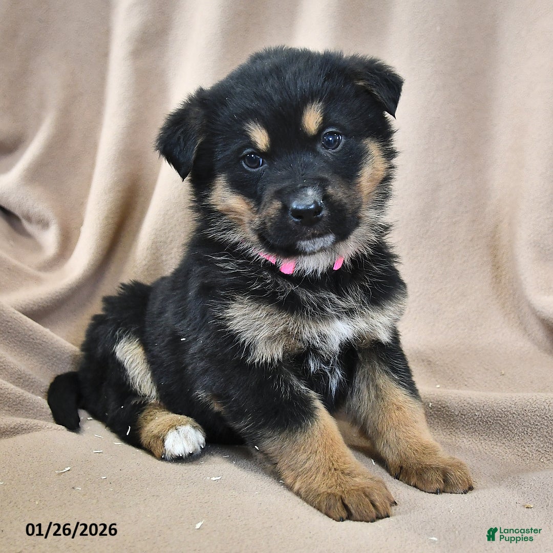Mixed Breed dogs for sale: Willow  - Ad 4