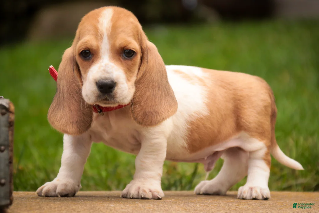 Basset Hound dogs for sale: Oscar Basset Hound  - Ad 1