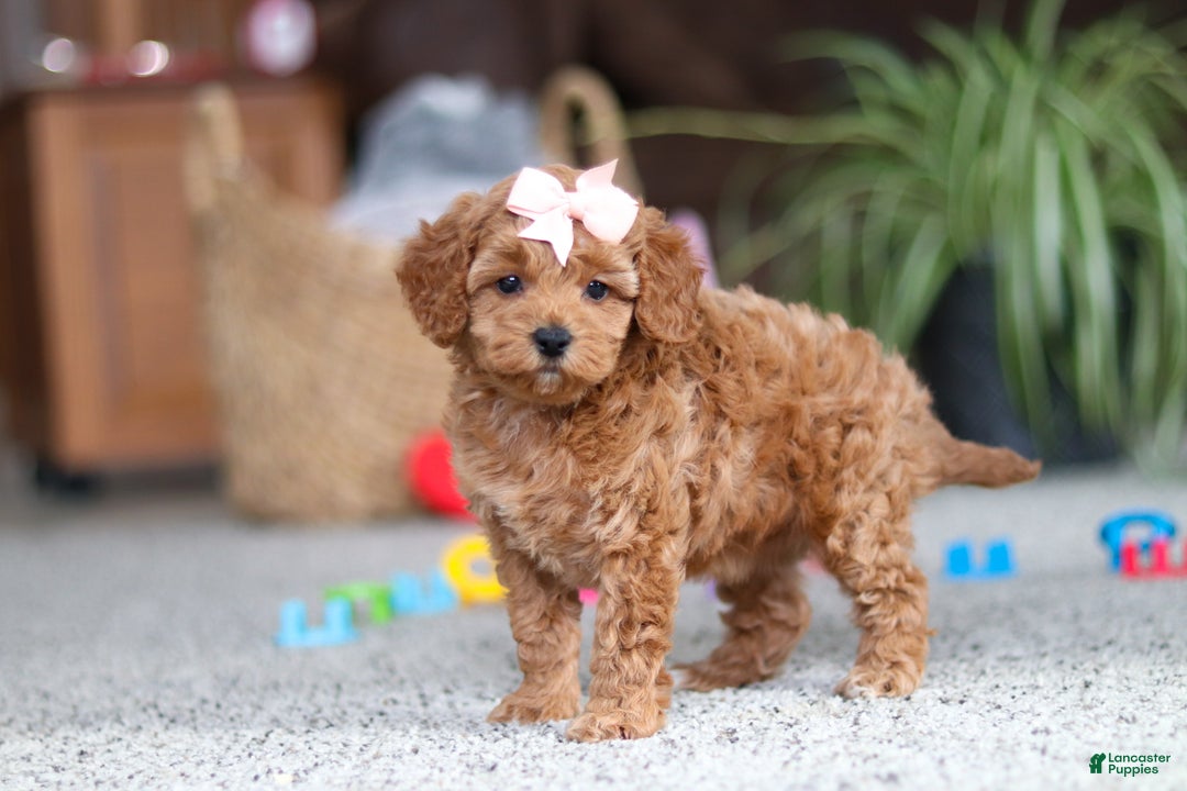 Cavapoo dogs for sale: Adele - Ad 2
