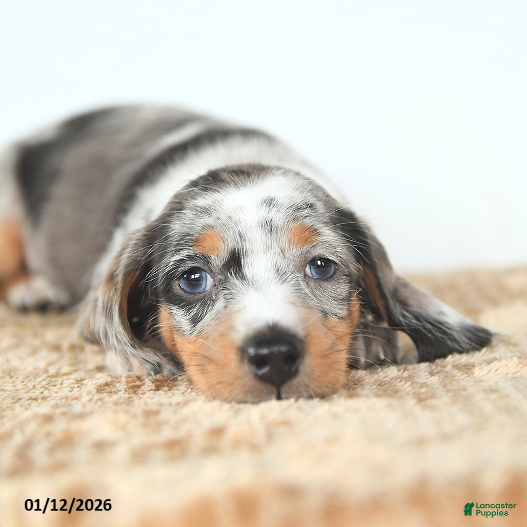 Miniature Dachshund dogs for sale: Delilah - Ad 5
