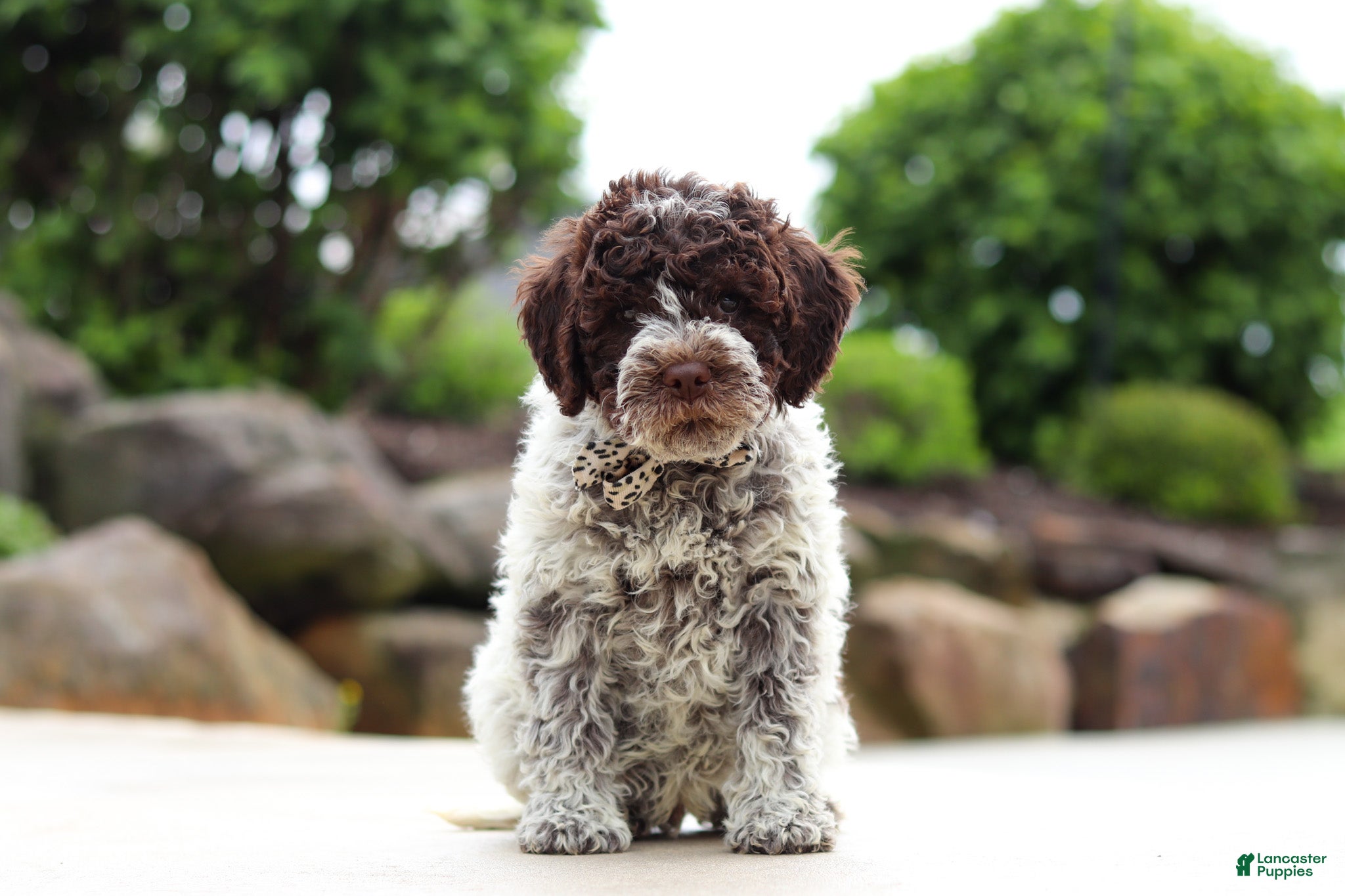 Lagotto Romagnolo dogs Leo - Ad 1