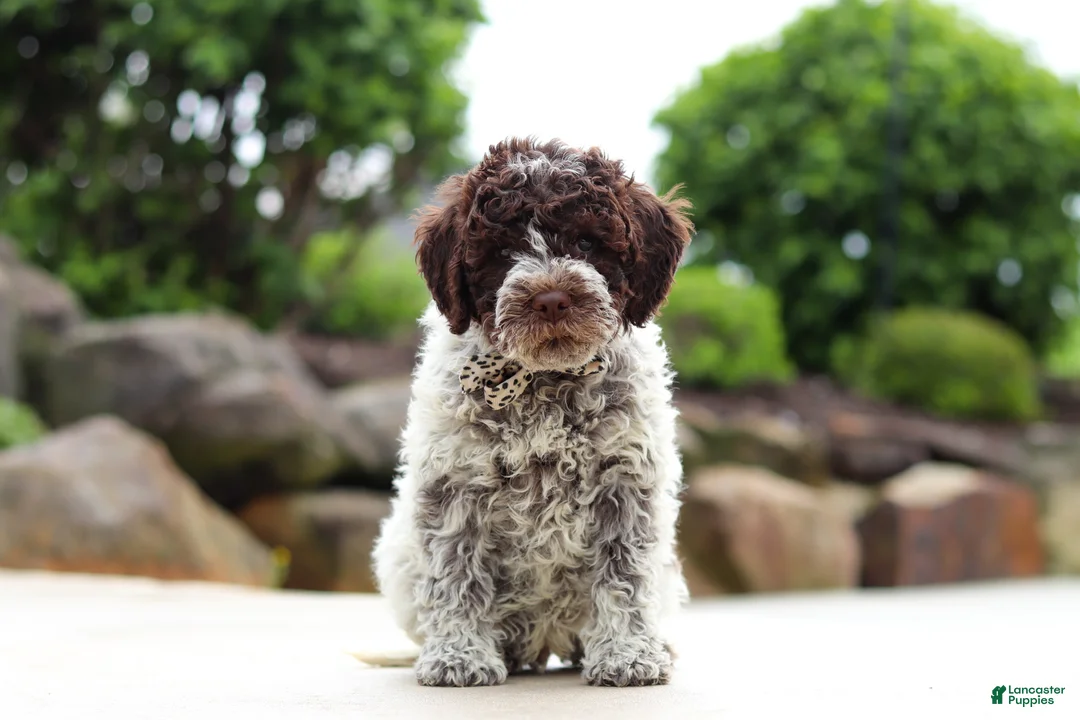 Lagotto Romagnolo dogs for sale: Leo - Ad 1