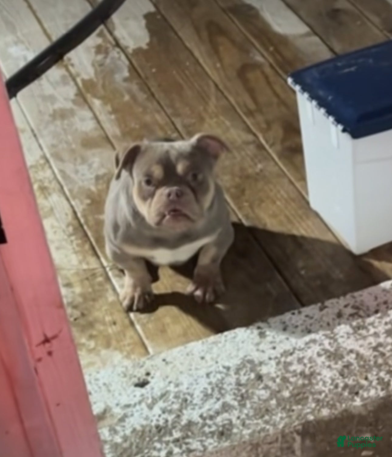 American Bully dogs Khaotic - Ad 20