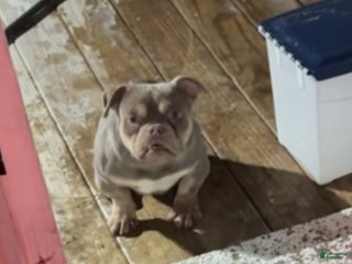 American Bully dogs Khaotic - Ad 20