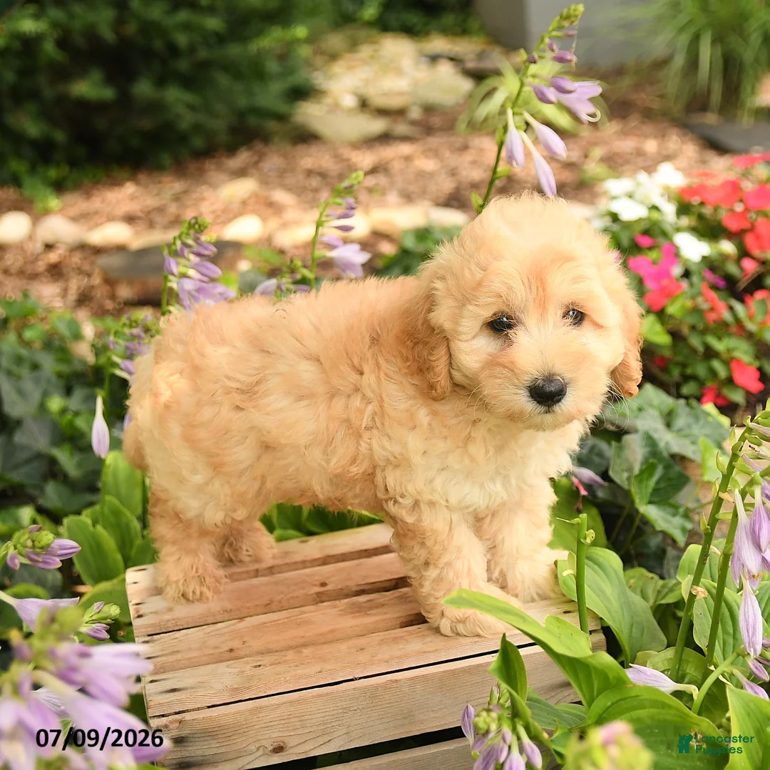 Maltipoo dogs for sale: Jasper  - Ad 3