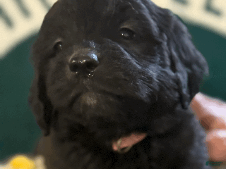 Goldendoodle dogs - Ad 13