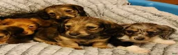 Miniature Dachshund dogs for sale: Mollie - Ad 6