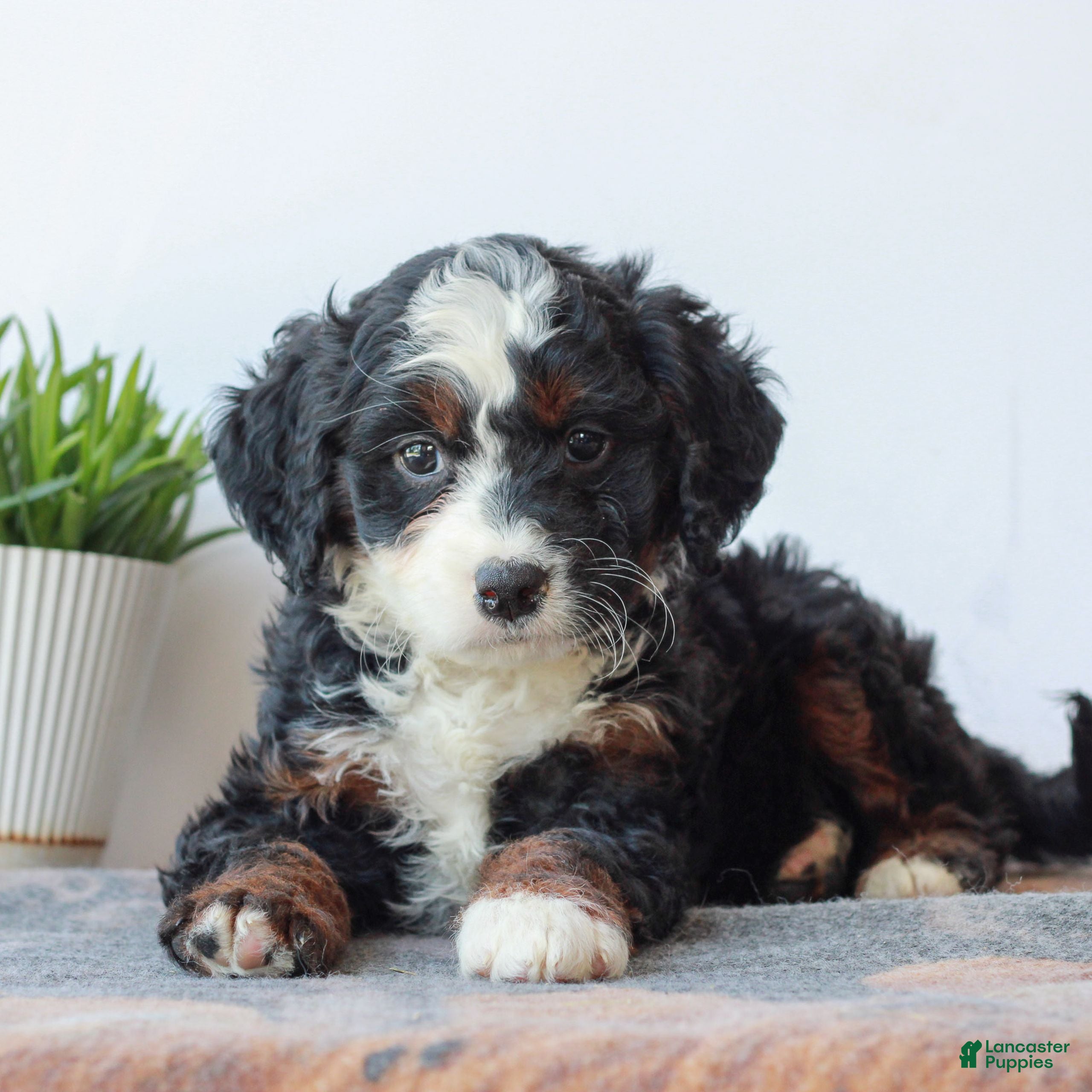 Mini Bernedoodle dogs Demi  - Ad 1